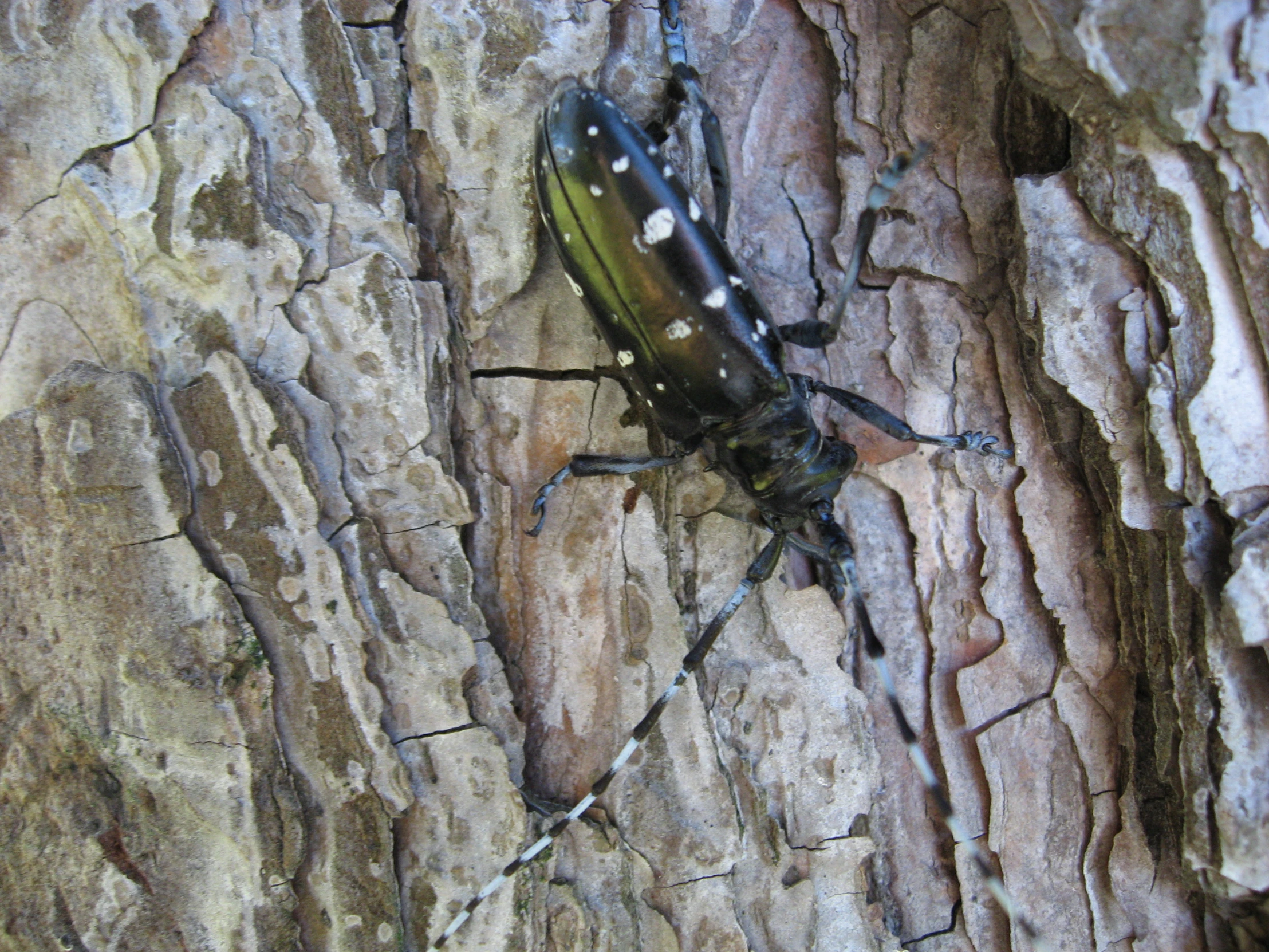 a bug sitting on the trunk of a tree