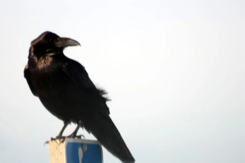 the bird is perched on the wooden post