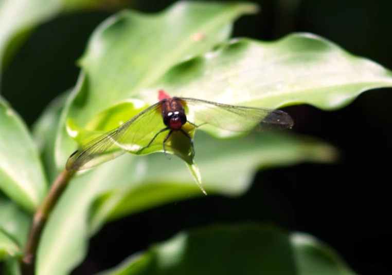 a red and green bug on a leaf