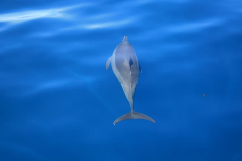 the dolphin swimming in blue water looks like he's smiling