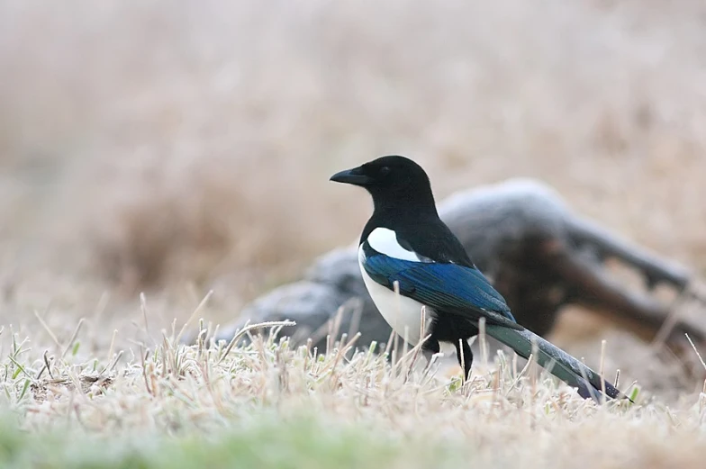 a blue and white bird standing in the grass