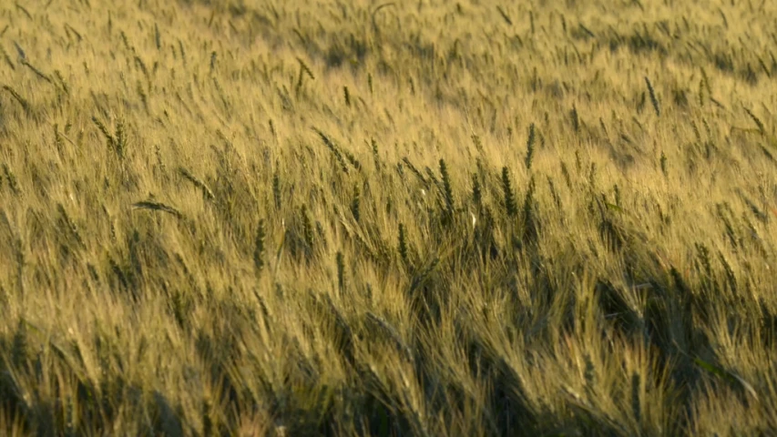 green grass field with one large airplane flying above