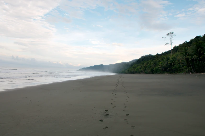 a trail leading to a forest beside the beach