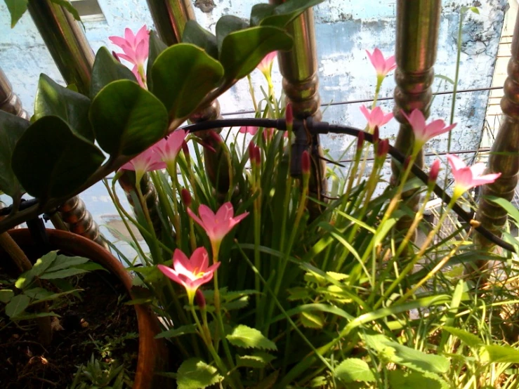 pink flowers growing in a pot on top of grass