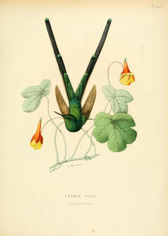 an illustration of a bird with some kind of head on top of plants