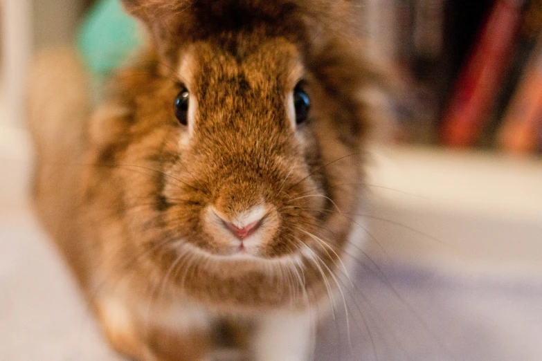 a brown rabbit standing on top of a hard wood floor