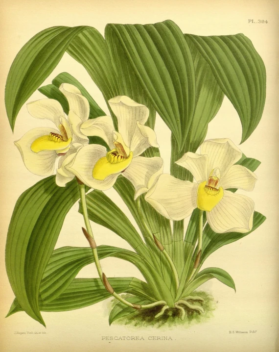 a beautiful drawing of some white orchids