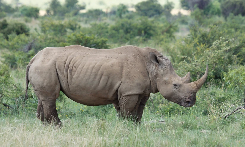 a rhino grazing on some green grass in the wild