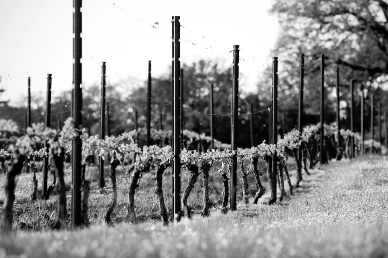 rows of poles on the grass in a winery