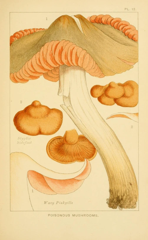 a drawing shows an arrangement of mushrooms with several layers of stem and leaf structure