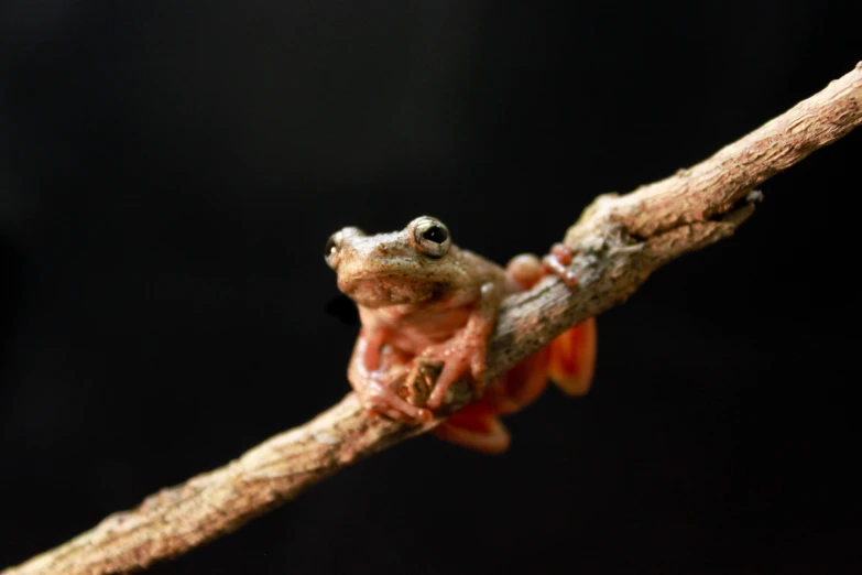 a frog perched on a tree nch looking at the camera