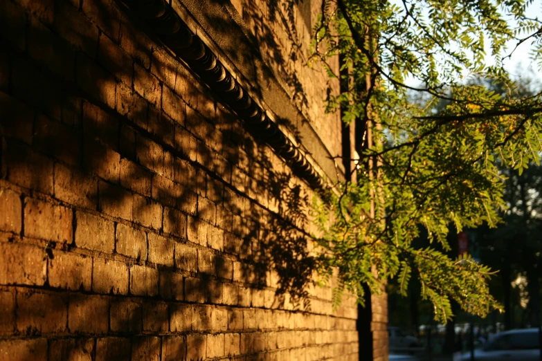 a brick wall and some bushes in the background