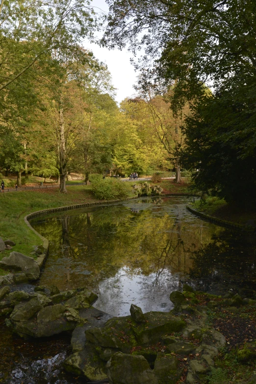 a small stream running through the middle of some trees