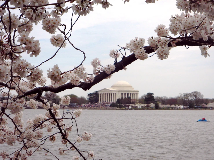 flowers on the nches of trees are blossoming over a large lake