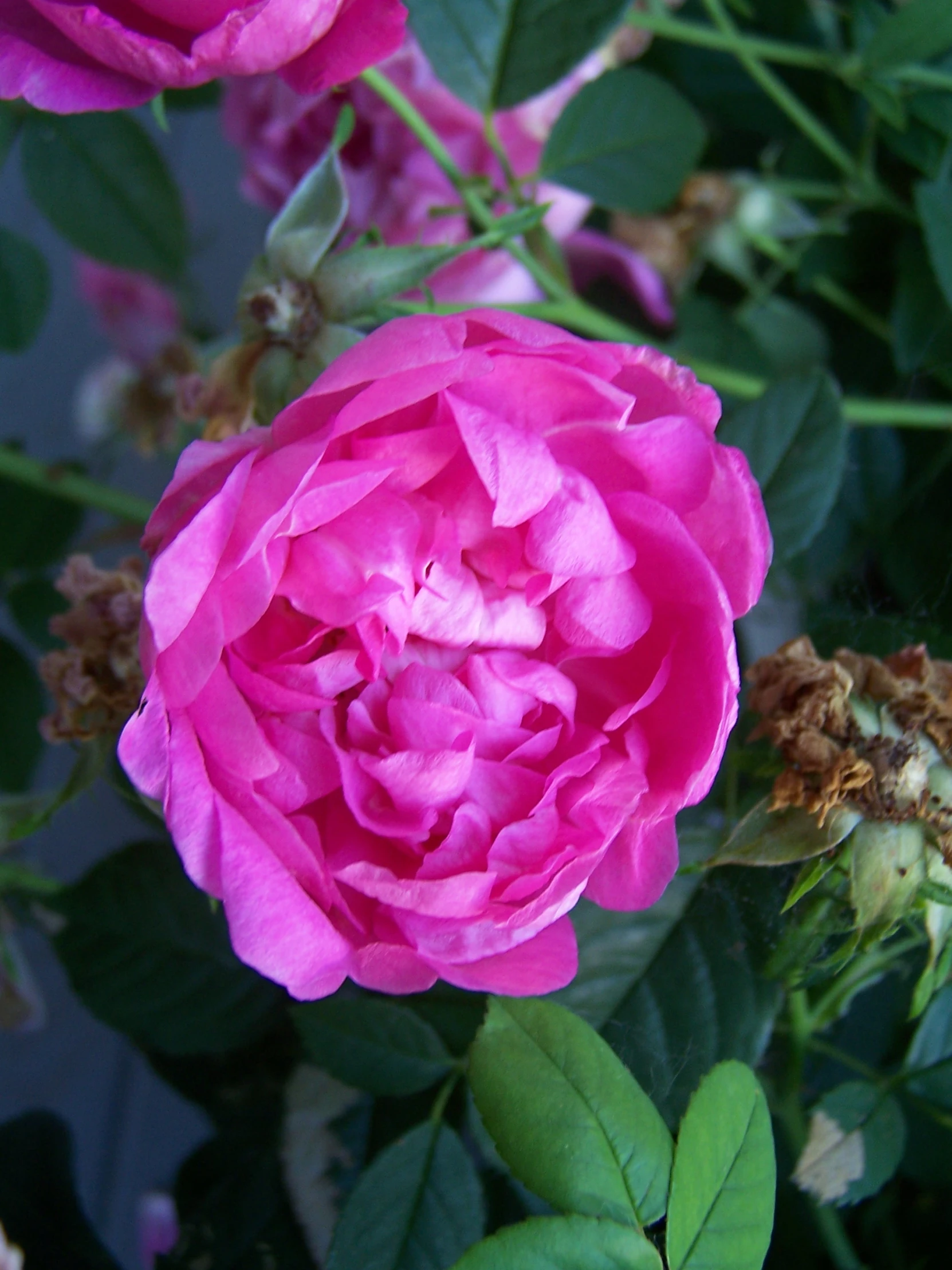 pink flowers blooming next to each other in the sunlight