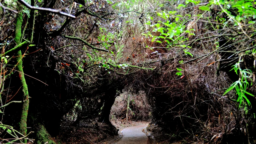 a tunnel leading to trees with a sidewalk in the middle