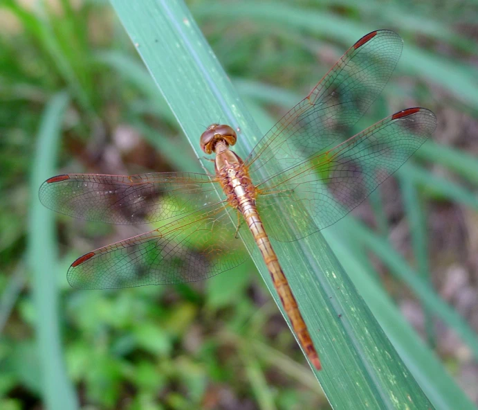 a dragonfly on a plant looking around