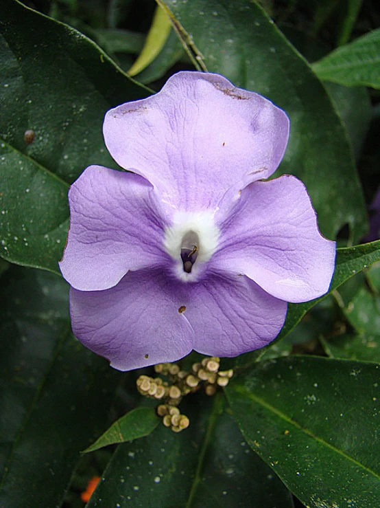 there is a purple flower that is on the nch