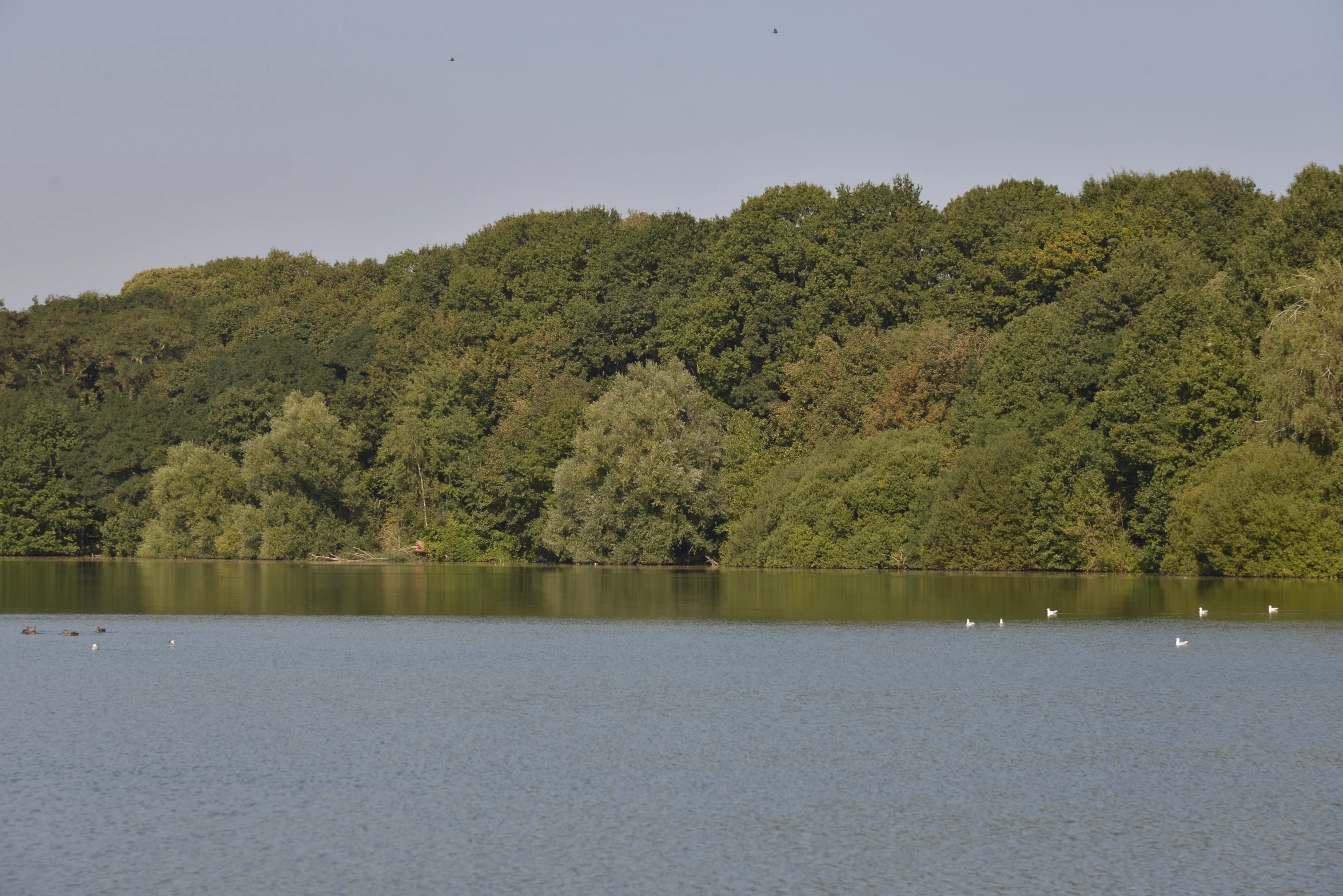 a body of water surrounded by lots of trees