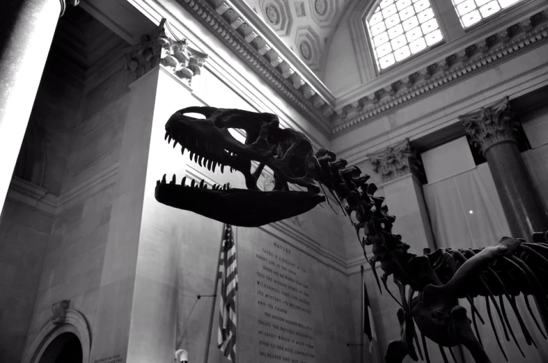 black and white pograph of a tyransaurus dinosaur skeleton in the museum