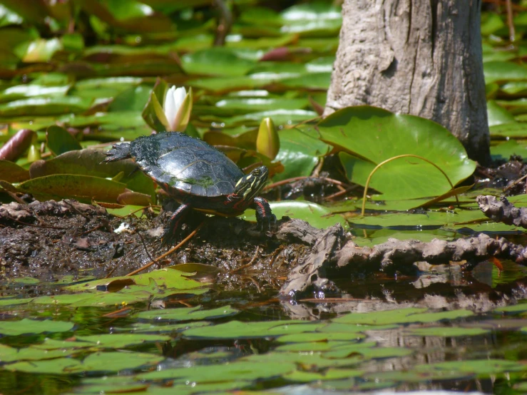there is a turtle sitting on the log in the water