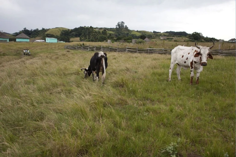 two cows grazing in a fenced area in a field