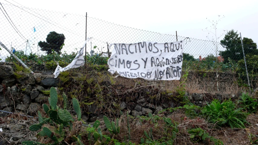 a fence covered in graffiti next to cactus