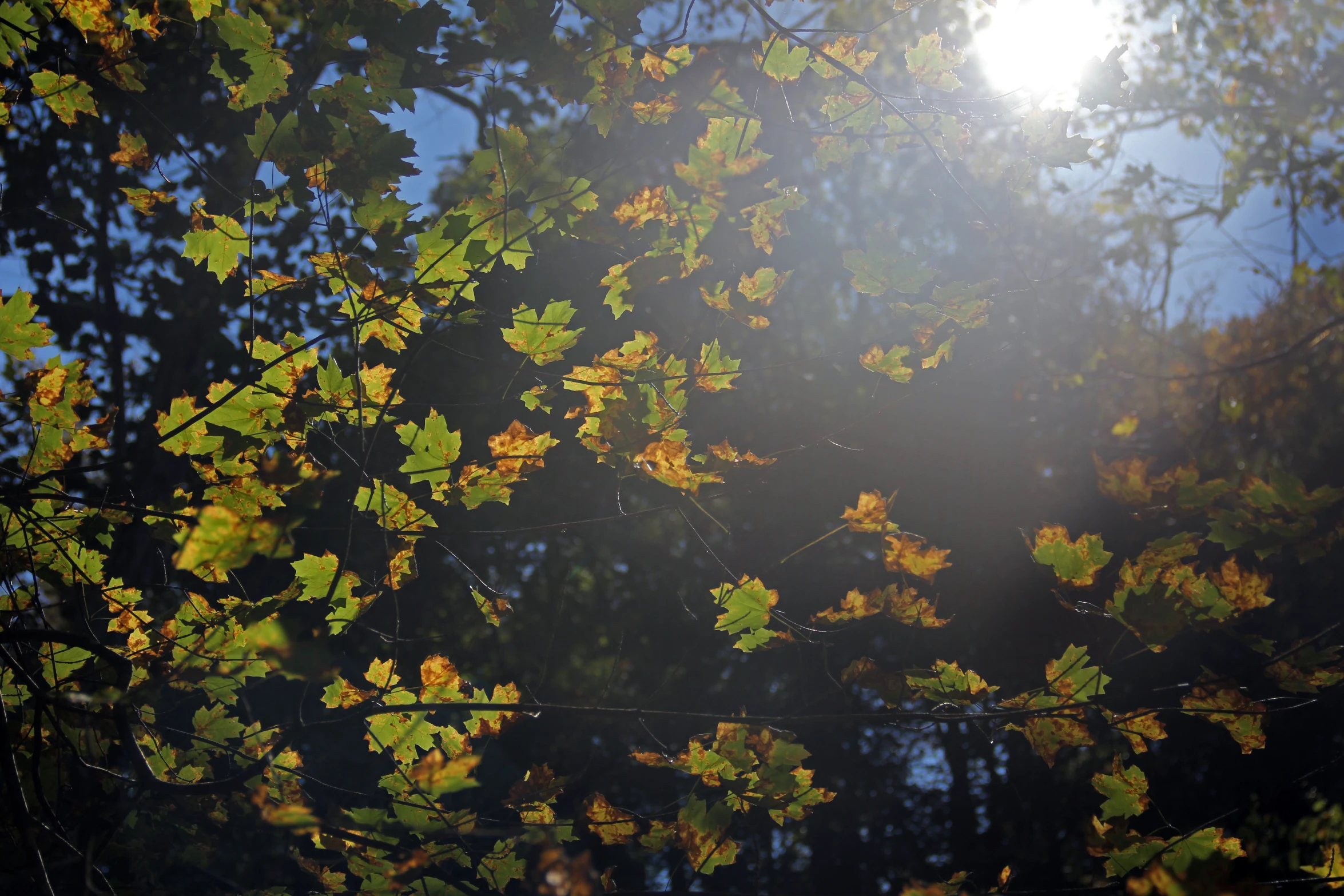 the sun shines through the nches of a tree