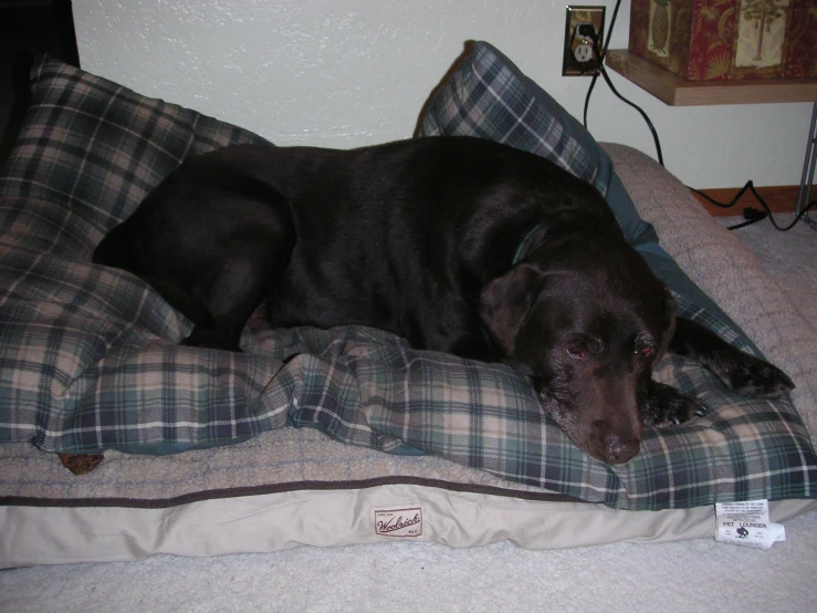a black dog laying on top of a couch