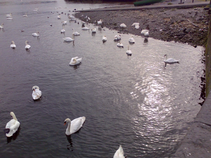 a group of swans and ducks are in the water