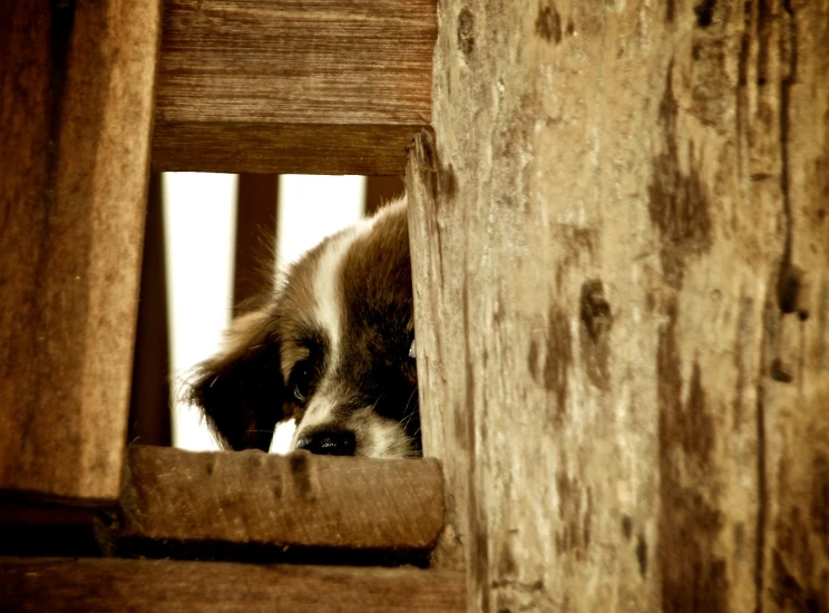 a dog sticking his head over a wooden chair