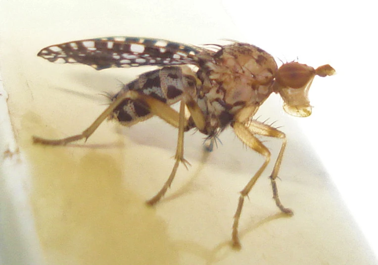 a close up po of the wings of a fruit fly