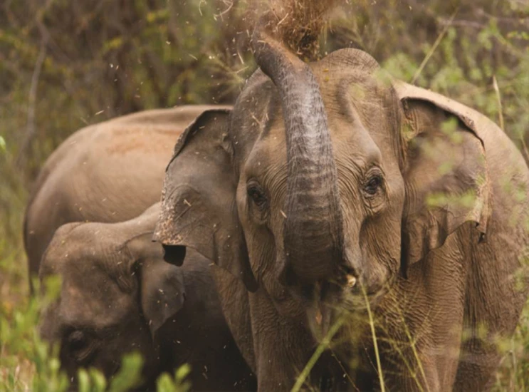 some elephants in the brush and a bunch of leaves