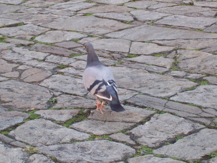 there is a bird walking on the ground together