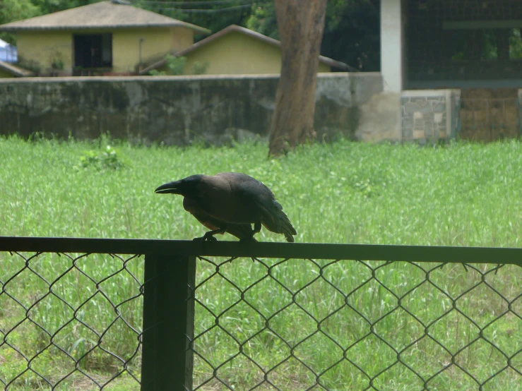 a large bird is perched on a fence in a yard