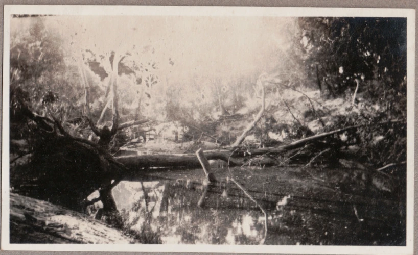 an old picture of trees on the side of a river