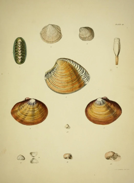 three different types of shell illustrations in brown ink