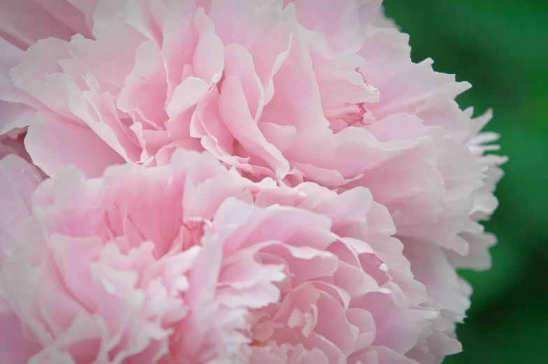 the large pink flower has stamen petals