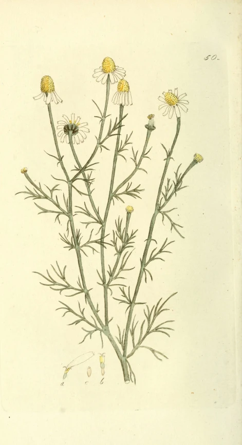 a watercolor drawing of flowers on a white background