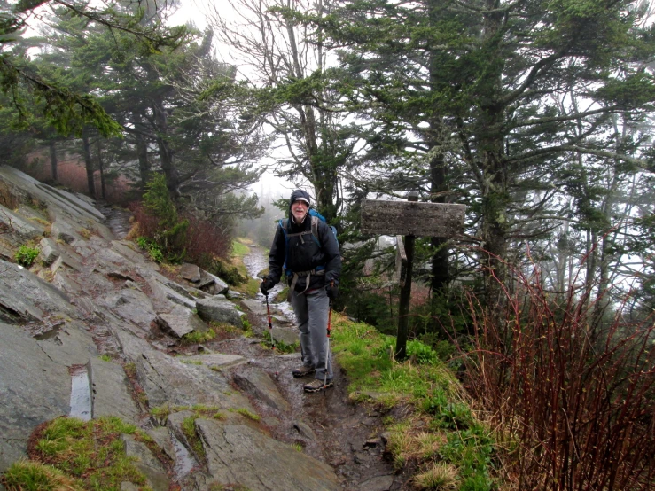a hiker is going up the trail toward a large pine tree
