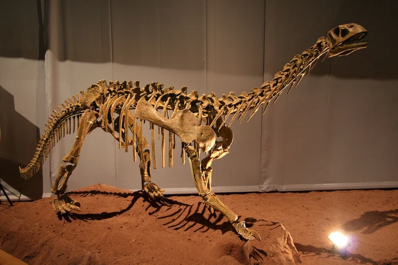 a very large toy skeleton dinosaur in a museum