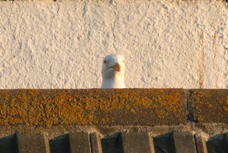 a bird is sitting on the edge of a wall