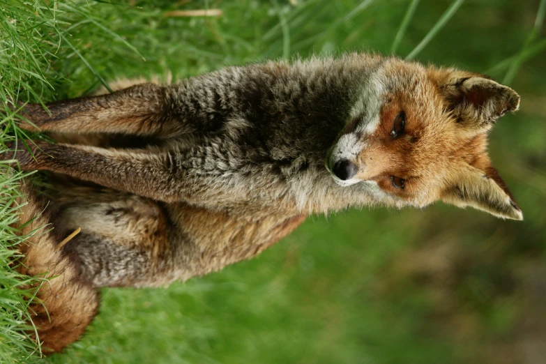 a brown fox sitting in the grass looking at soing