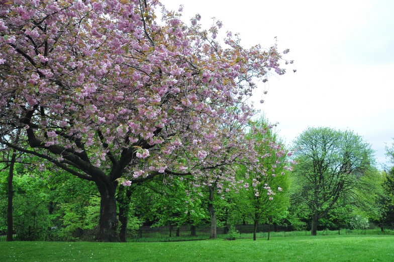 a large tree in the park with a lot of purple flowers