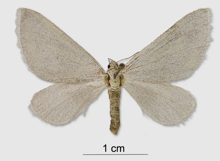 a moth is shown, with long wings