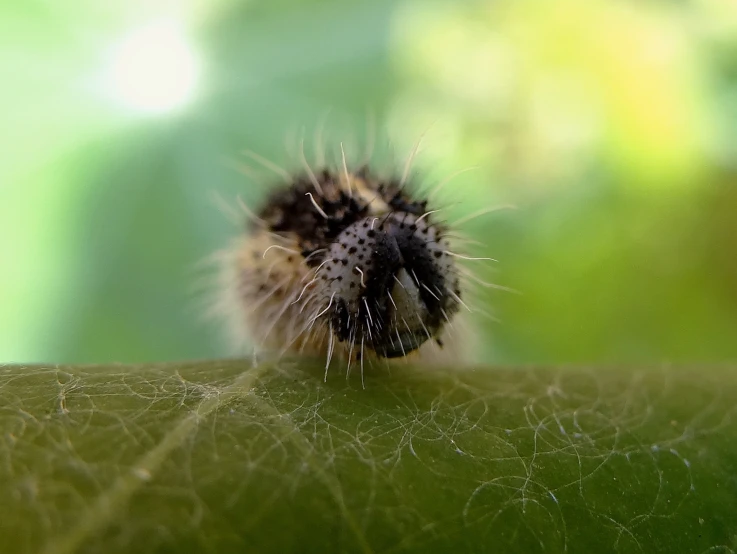 closeup po of small furry creature on green leaf