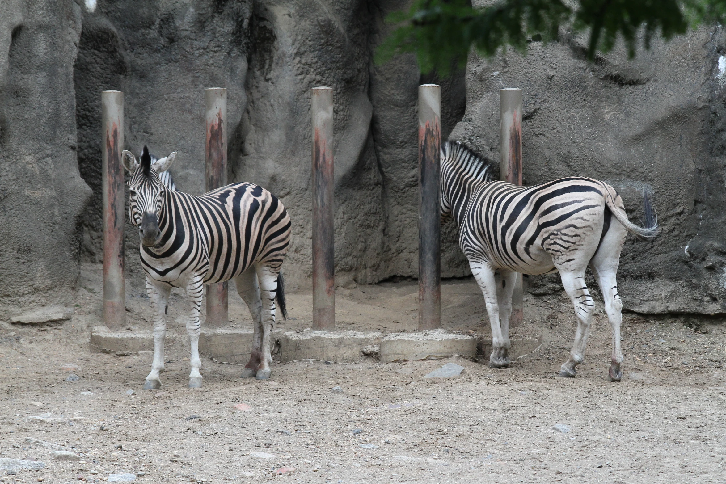 there are two zes standing by some poles