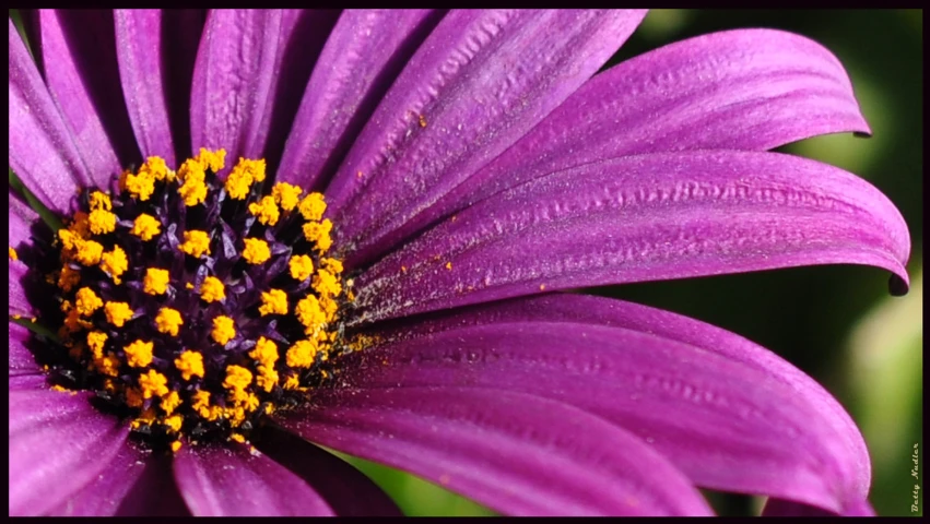 purple flower with orange centers in the middle