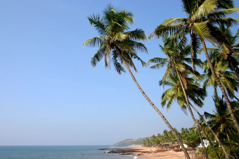 a sandy beach lined with palm trees under a blue sky