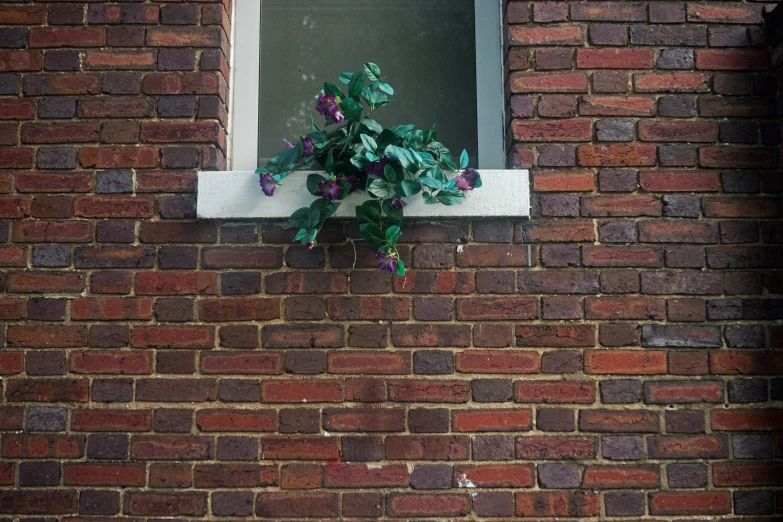 a plant grows out of a window seal on a brick wall